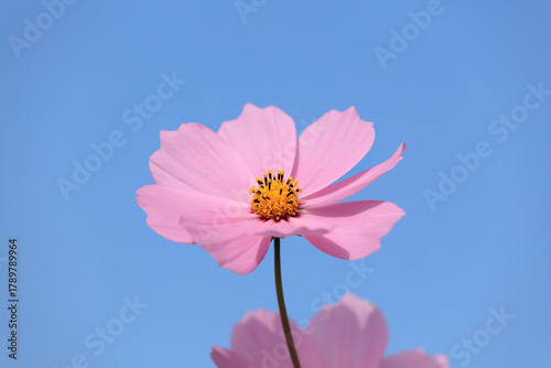 Pink cosmos blooming in the blue sky