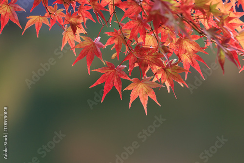 Maple leaves beginning to change color