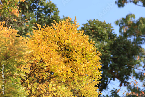 Yellow-colored Yamakoubashi in autumn