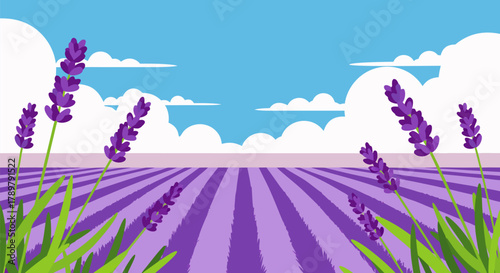 Vibrant Vector Illustration of a Serene Lavender Field under a Clear Blue Sky, showcasing rows of fragrant purple flowers in full bloom