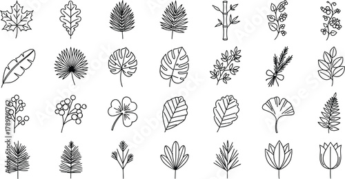 Botanical Line Art Leaves, Branches, Bamboo Set on White Background