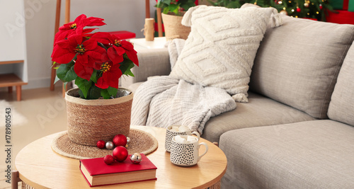 Christmas flower poinsettia...