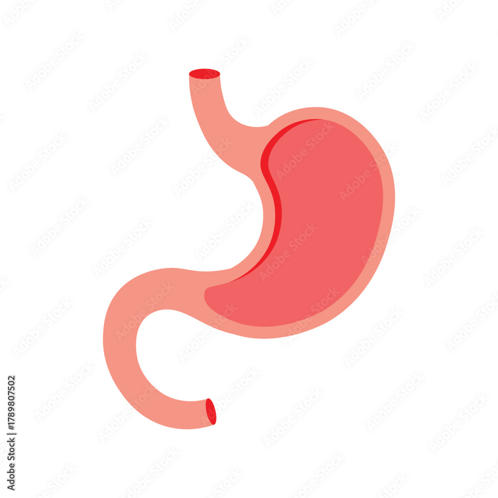 Fototapeta premium Stomach