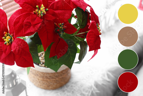 Christmas flower poinsettia...