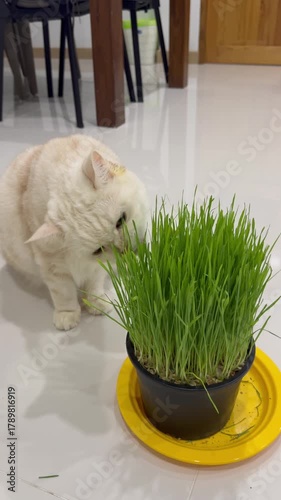 Cat eating wheatgrass