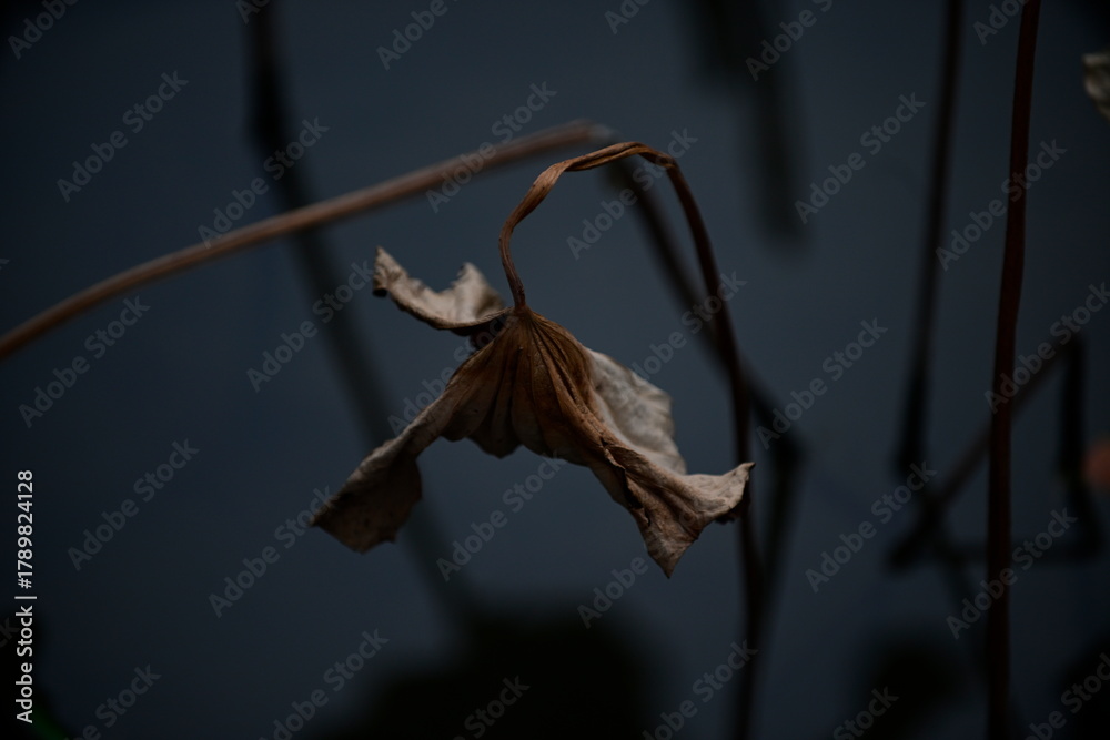 Fototapeta premium bird of paradise flower