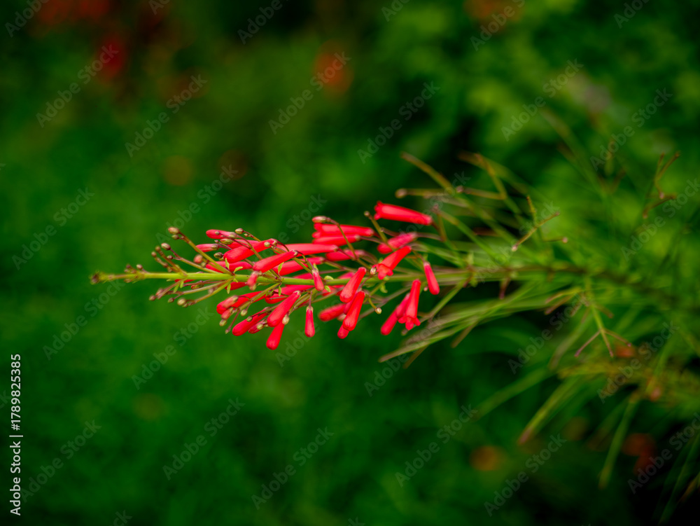 Fototapeta premium Red Russelia Equisetiformis Firecracker Plant Tubular Flowers Blooming on Green Background Bokeh
