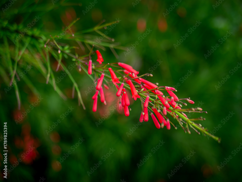 Fototapeta premium Red Russelia Equisetiformis Firecracker Plant Tubular Flowers Blooming on Green Background Bokeh