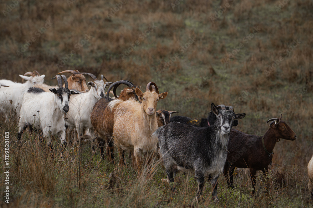 Fototapeta premium Group of wild goats grazing in a natural landscape with earthy tones and soft lighting during daytime