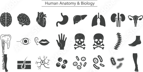 Human Anatomy Icons Set Brain, Heart, Eye, Lungs, Skull, and Other Body Parts Icons