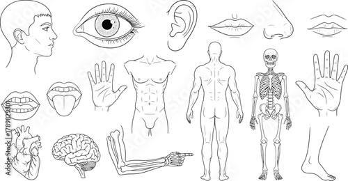 Human Anatomy Man, Skeleton, Heart, Brain, Eye, Hand, Foot Outlines on Transparent