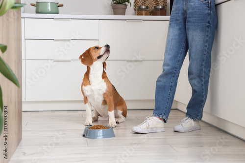 Adorable Beagle dog with bo...