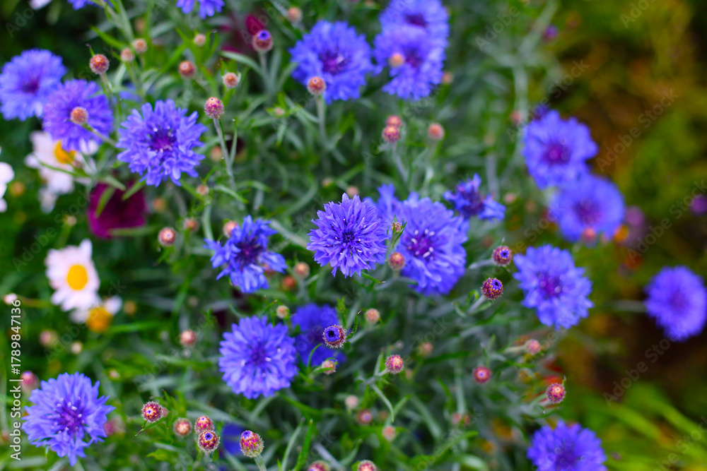 Obraz premium Vivid blue cornflowers blooming brightly in a garden.