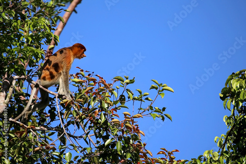 Bekantan or proboscis monkey is a type of long-nosed monkey with reddish-black fur. This animal is endemic to the island of Borneo.