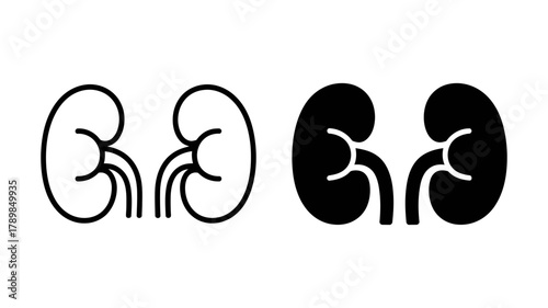 Illustration showing the human kidney, a vital organ responsible for filtering blood and producing urine