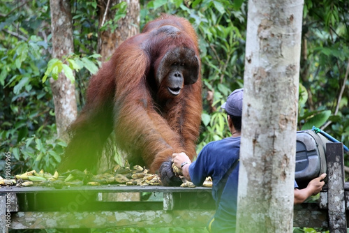 Orangutans in Tanjung Puting National Park, Kalimantan, Indonesia	