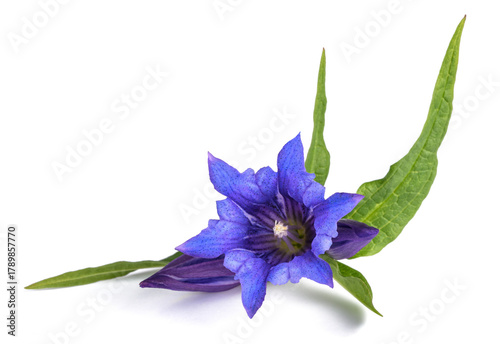  Willow gentian flower