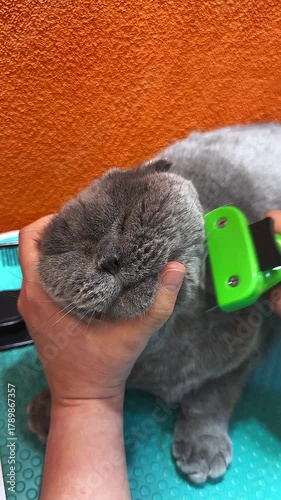 Cat in a grooming salon. Pet care and hygiene. Trimming the fur of a cat