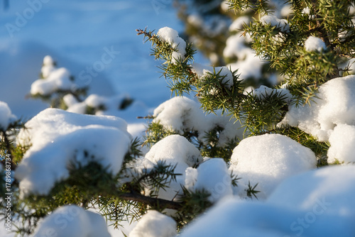 Snow-covered pine trees in the forest. Snowdrifts on spruce needles. Snow falls from above. Concept of the arrival of winter. Winter natural background with tall trees. Branches close-up.