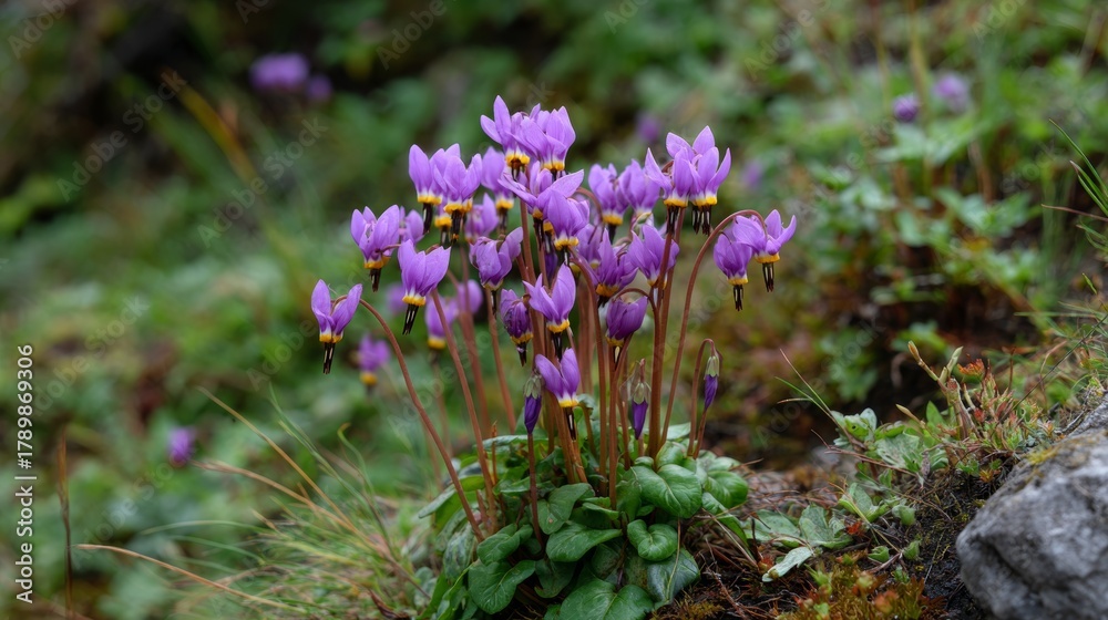 Obraz premium Purple dodecatheon flowers bloom among green foliage in a natural setting