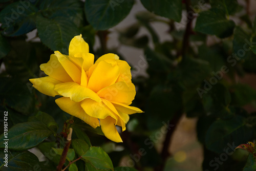 Yellow roses garden. Beautiful yellow-orange flowers grow in the park. Warm sunlight. The concept of summer time, flowering and fragrance. Growing flowers in an ornamental garden. Summer background