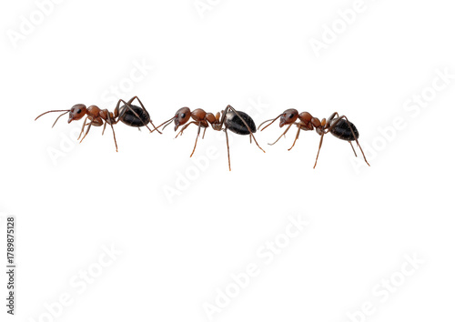 Three ants in a line, black bodies, red heads/legs