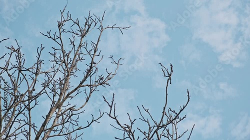 Bare tree branches against a calm blue sky with white clouds