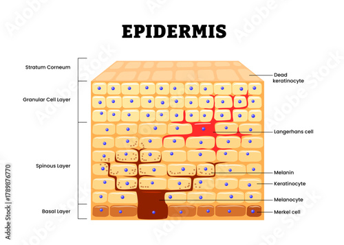 Epidermis structure anatomy diagram. Labeled Stratum corneum, granular, spinous, basal, langerhans, melamin, keratinocyte, merkel, Human skin layers anatomy cross section. Vector illustration