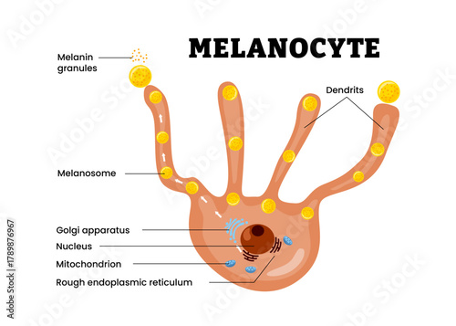 Melanocyte structure anatomy diagram. Labeled melamin, granules, melanosome, nucleus, dendritis. Melamin pigment cell. Human skin layers anatomy cross section. Vector illustration