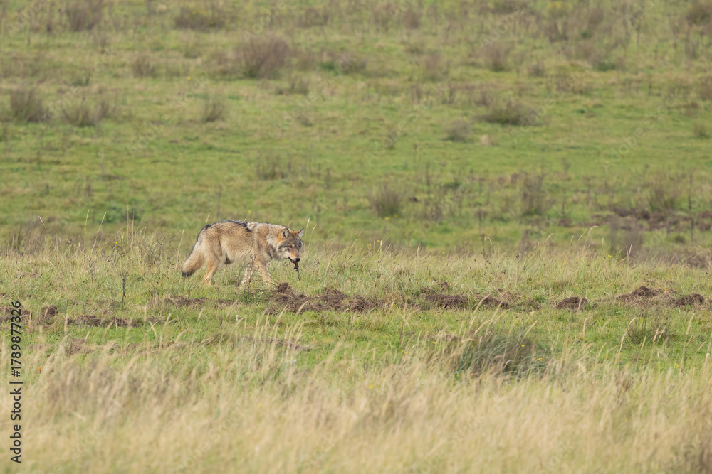 Naklejka premium Grey wolf in a natural habitat in Dutch nature