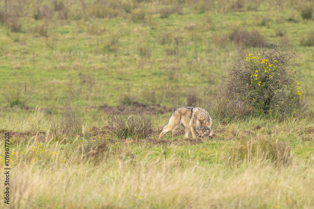 Naklejka premium Grey wolf in a natural habitat in Dutch nature
