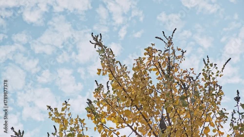 Golden yellow autumn leaves on a tree against a blue sky with scattered clouds