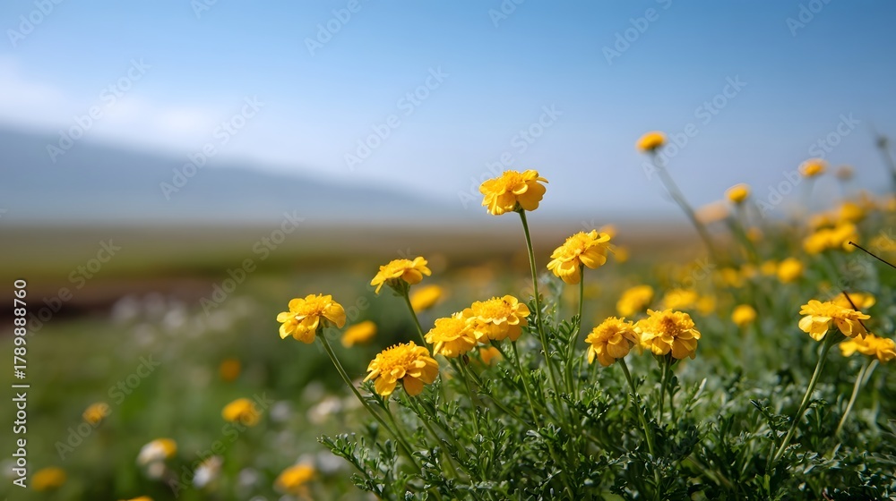 Fototapeta premium A field of vibrant yellow flowers bathed in sunlight under a clear blue sky