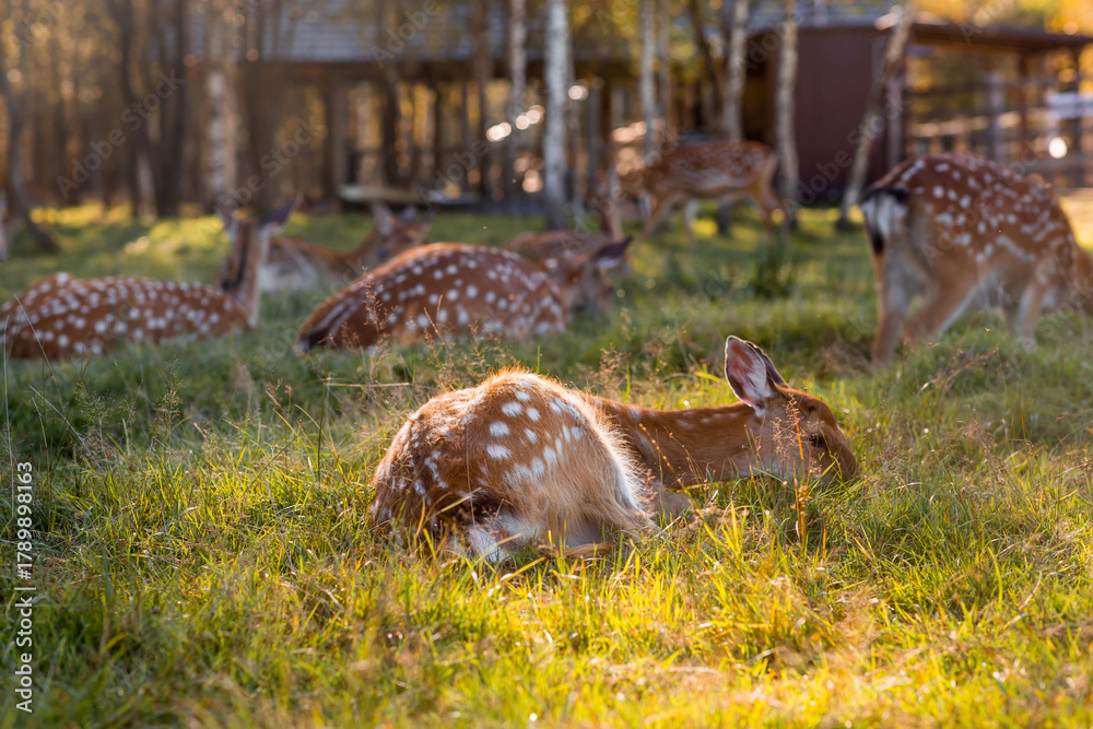 Fototapeta premium Love for animals. Deer in their natural habitat, in the forest on a private eco-farm. Animal husbandry. Portrait.