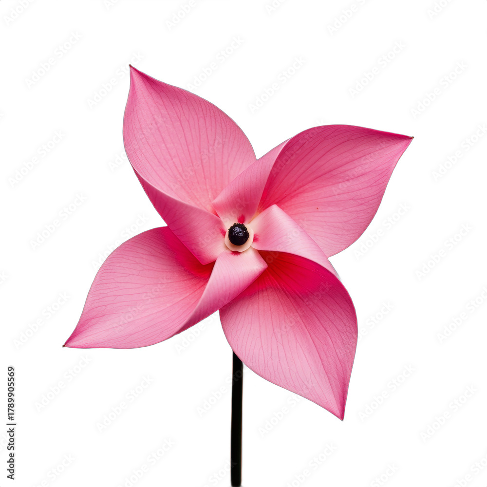 Fototapeta premium Bright Pink Star-Shaped Flower with Delicate Petals