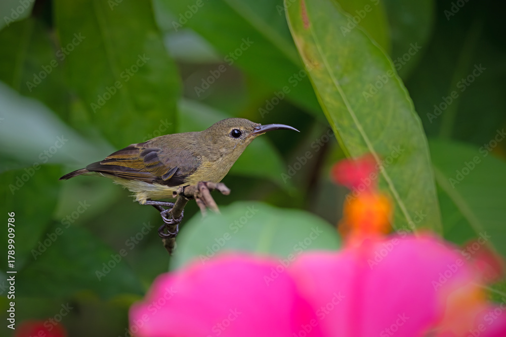 Fototapeta premium a purple-throated sunbird, stands on a branch