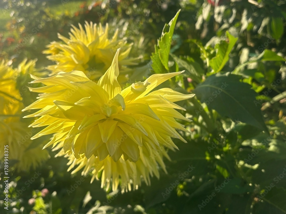 Obraz premium yellow dandelion flower