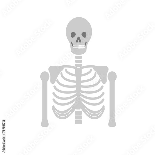 Front view, portrait of human skeleton. Skull and thorax flat illustration.