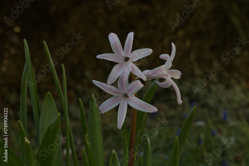 Tableau sur toile three white hyacinth