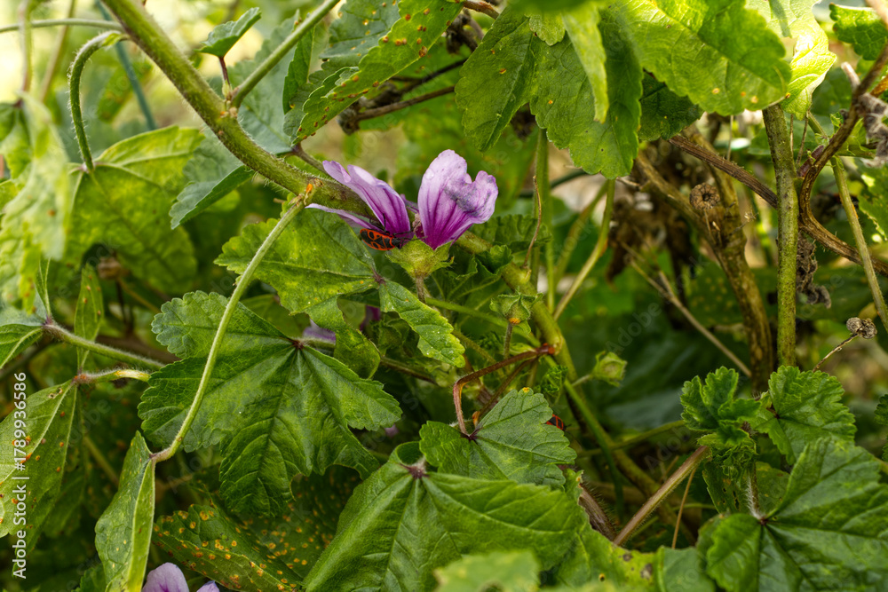 Obraz premium firebug on flower