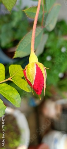 Rose bud 🌹