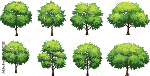 Deciduous trees, leafy canopies, rounded foliage, dense greenery, light green leaves, dark green foliage, ornamental plants, seasonal forest, landscape design, botanical illustration