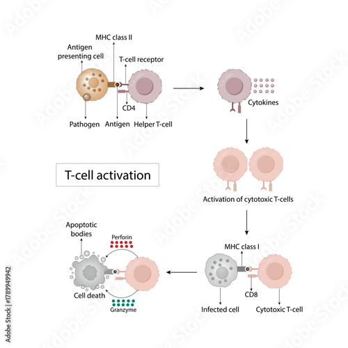 T cell activation diagram, helper T cell and cytotoxic T cell.  Adaptive immune system. Vector illustration.