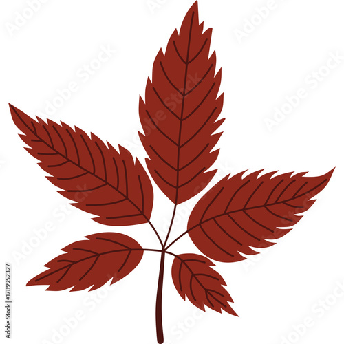 Deep Red Autumn Leaf with Intricate Vein Detail and Jagged Edges Isolated on a White Background with a Transparent Overlay