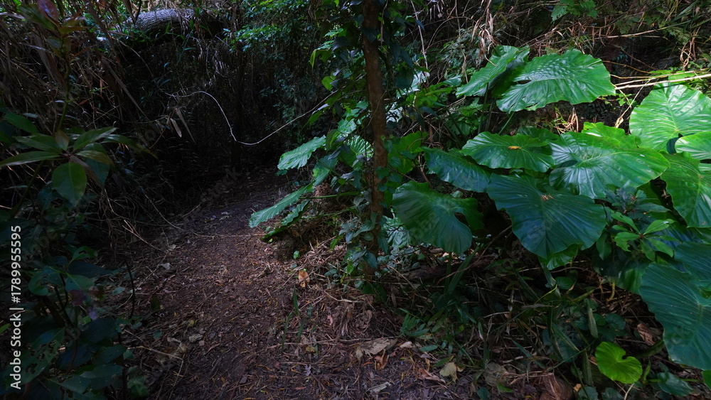 Fototapeta premium 沖縄南城市 斎場御嶽