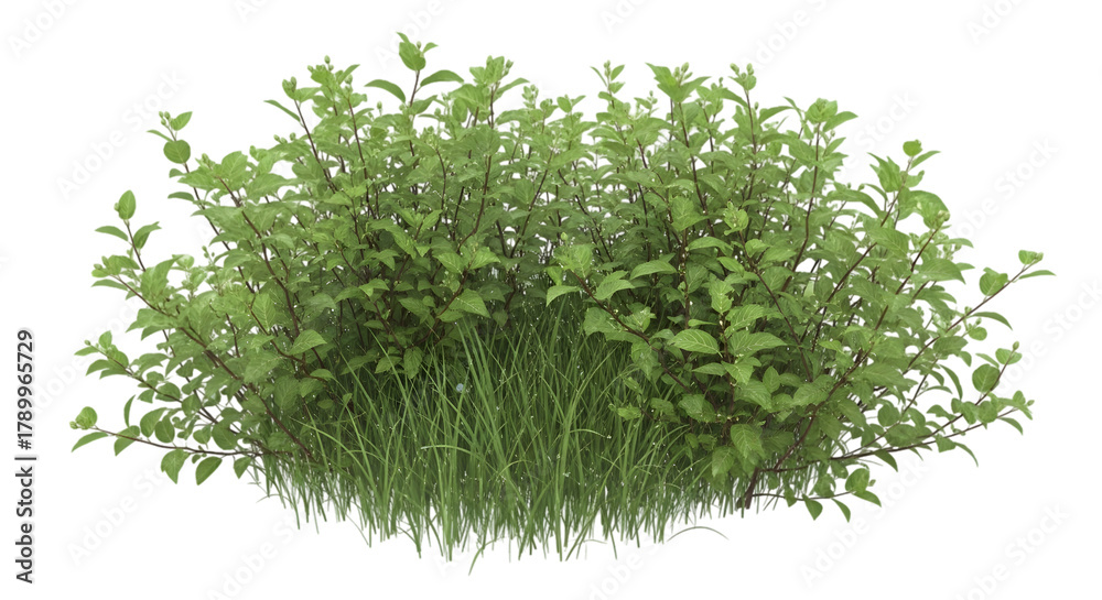 Fototapeta premium Green Grass and Small Bush Mound with Tiny Flowers Isolated on Black Background