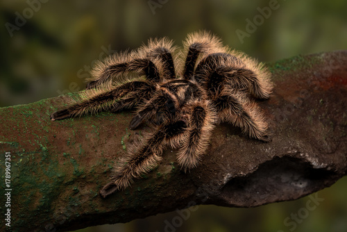 Curly Hair Tarantula (Tliltocatl albopilosus, formerly Brachypelma albopilosum) native to  Costa Rica, Central America.