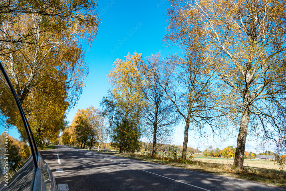 Obraz premium colorful autumn landscape with a road and an old tree alley, autumn nature, sunlit trees on an autumn day