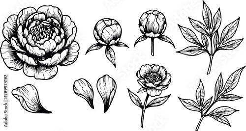 Peony flower vector with detailed petals leaves and buds botanical line art design illustration