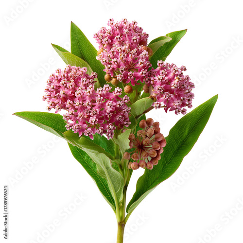 Narrow-leaved swamp milkweed featuring clusters of pink blooms isolated on transparent White background png